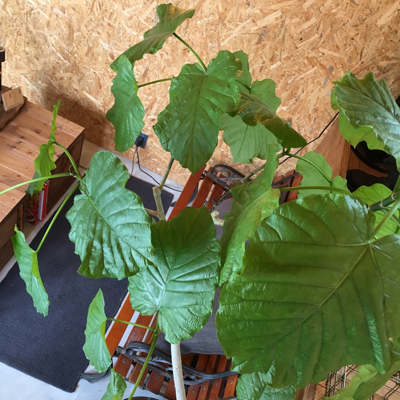 38A616BA-AA39-46A9-8C2F-551852E5049C