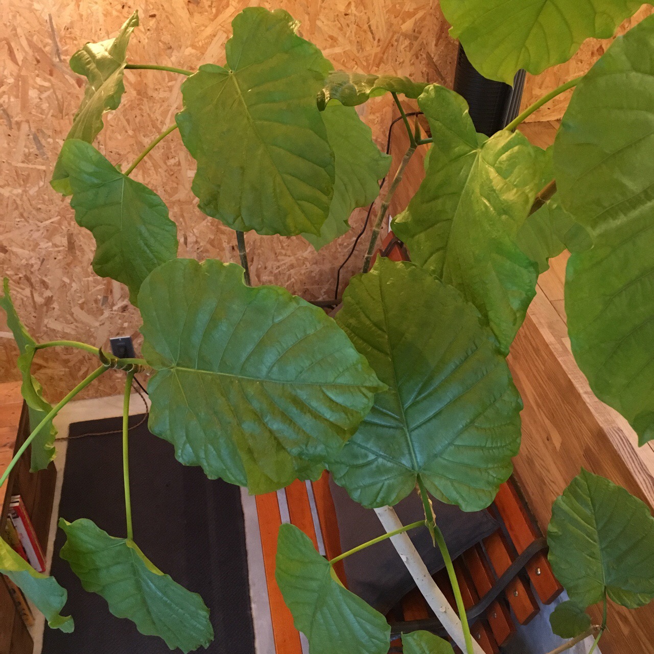 F087D0EF-5C70-4A85-9529-AF112C15B400