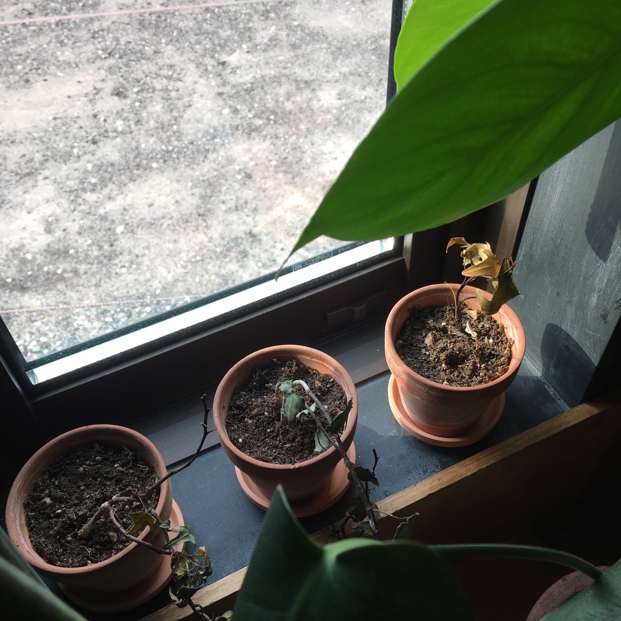 DC2B2DCF-93FB-4E89-943D-87CD1A84BCEA