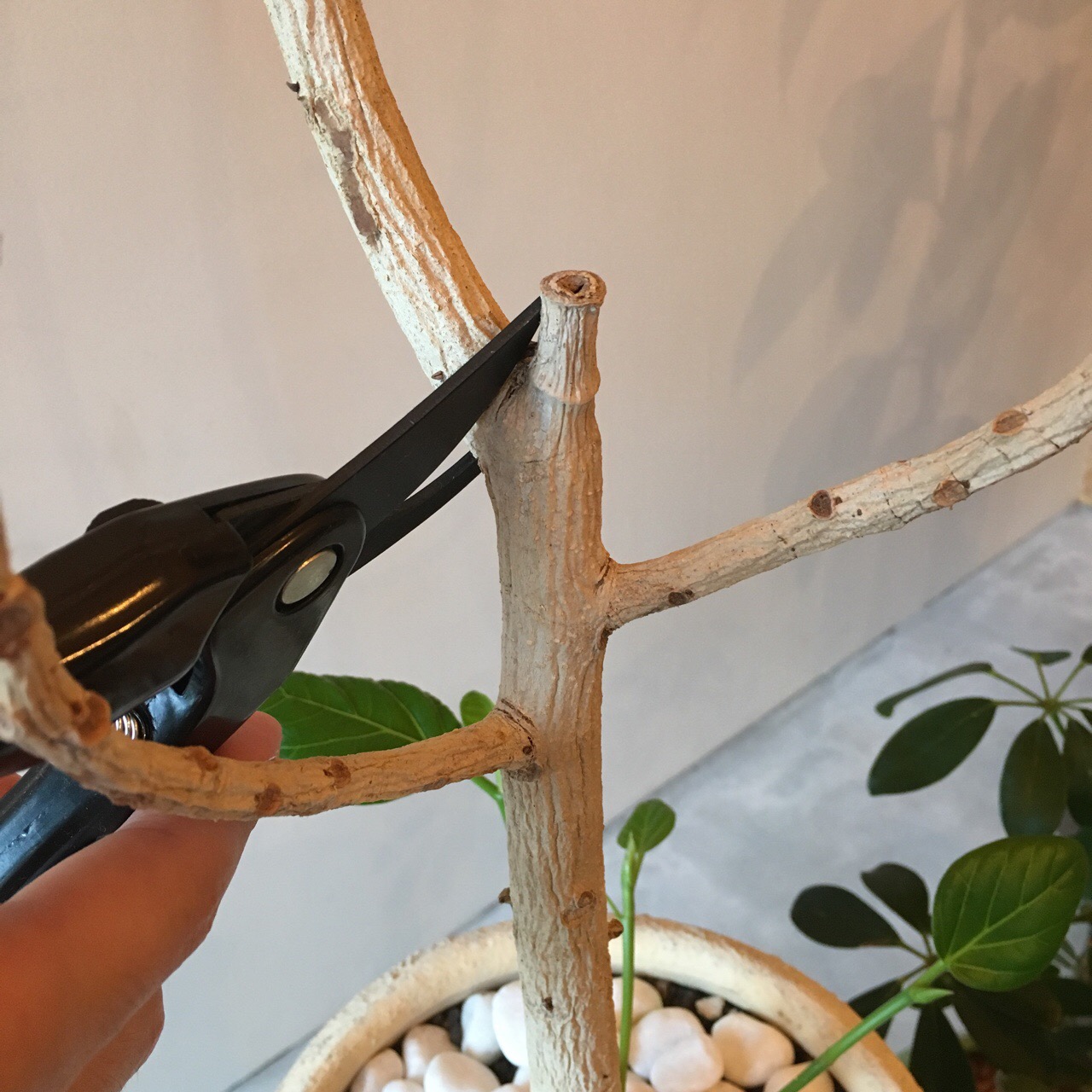 A884E592-959B-4A34-A4E3-DC6961BDDE54