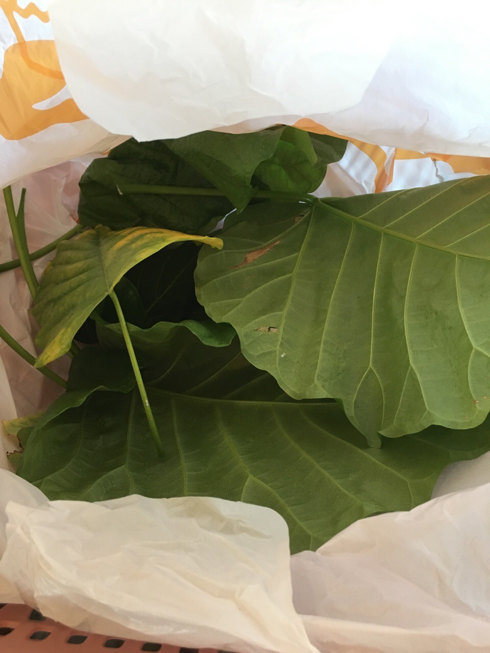 F8B9FF52-8469-4AB2-A07B-1DD9E0B73A1C