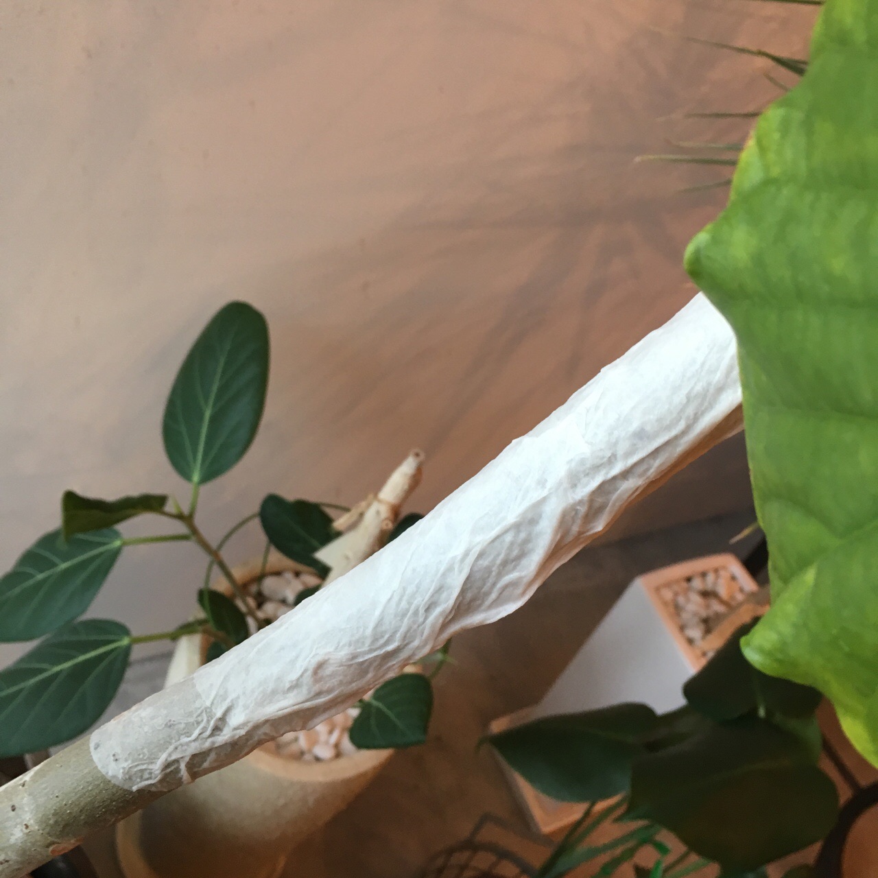 7FA82AA8-F128-408E-8DC6-F0A3812F65A3