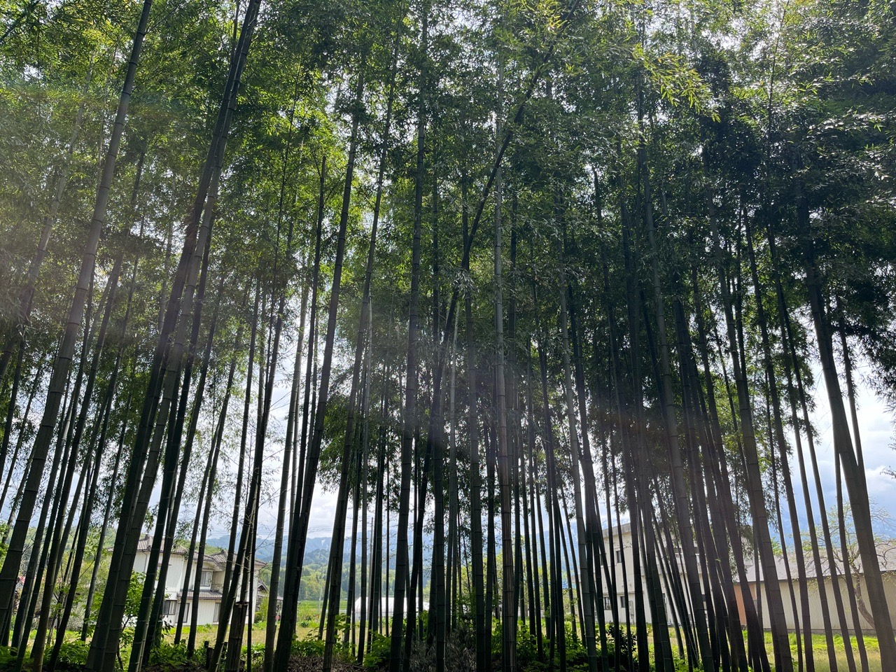 3BB066D6-7677-49C4-8A48-3577310A9B08